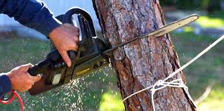 Trusted East Quincy, CA Tree Services Experts