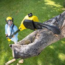  East Quincy, CA Tree Services Pros