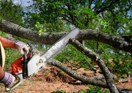 Best Stump Grinding and Removal  in East Quincy, CA