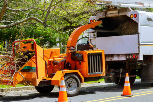 Best Root Management and Removal  in East Quincy, CA